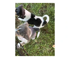 6 Raggle puppies for sale - 6