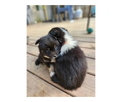 3 cute and lively pomsky puppies for sale - 1