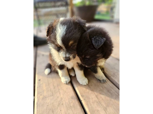 3 cute and lively pomsky puppies for sale - 2/6
