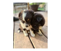 3 cute and lively pomsky puppies for sale - 2