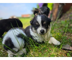3 cute and lively pomsky puppies for sale - 4