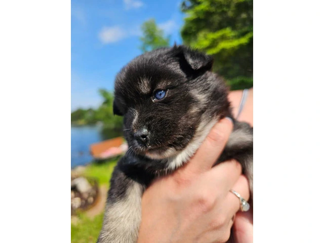 3 cute and lively pomsky puppies for sale - 5/6