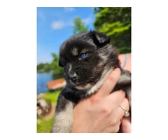 3 cute and lively pomsky puppies for sale - 5