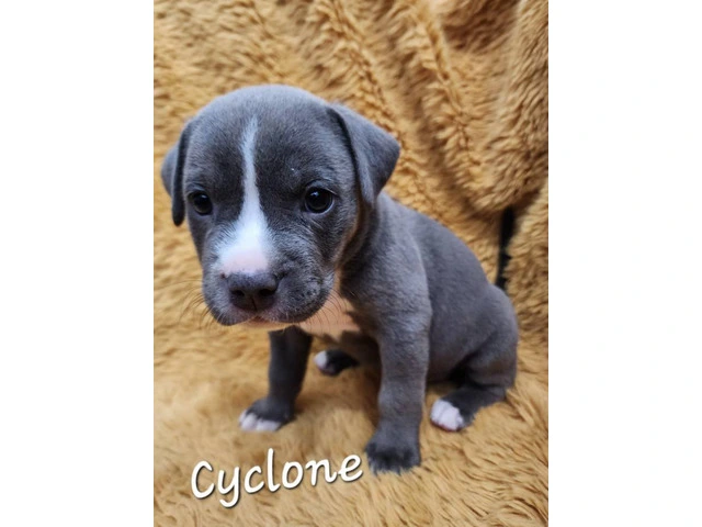 2 female and 7 male bluenose pitbull puppies - 3/8