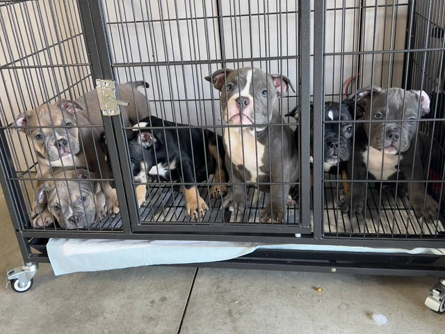 6 American bully puppies for sale - 1/11
