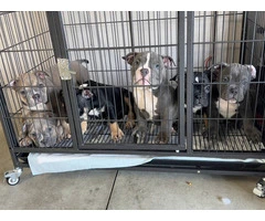 6 American bully puppies for sale