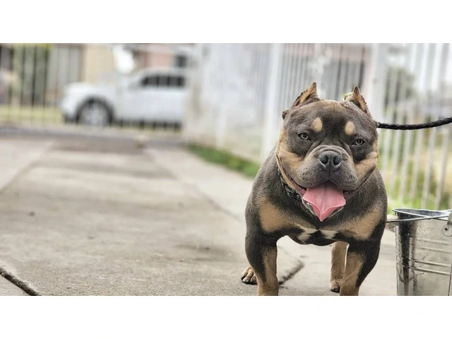 6 American bully puppies for sale - 2/11