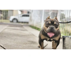 6 American bully puppies for sale - 2