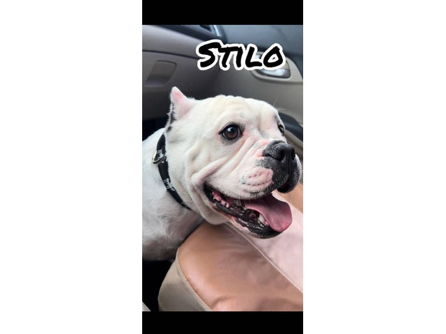 6 American bully puppies for sale - 3/11