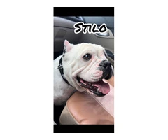 6 American bully puppies for sale - 3