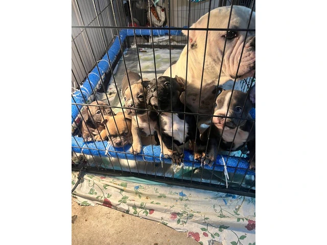 6 American bully puppies for sale - 5/11