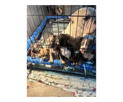 6 American bully puppies for sale - 5