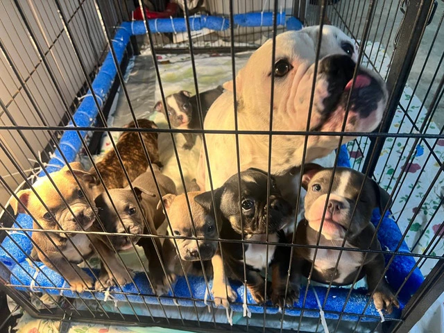 6 American bully puppies for sale - 6/11