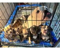 6 American bully puppies for sale - 6