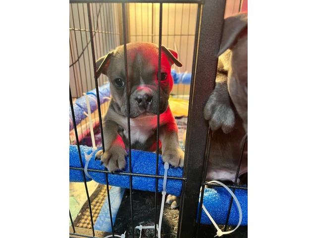 6 American bully puppies for sale - 7/11