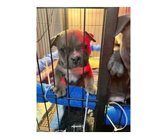 6 American bully puppies for sale - 7
