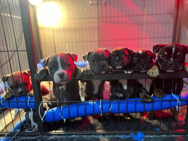 6 American bully puppies for sale - 8/11