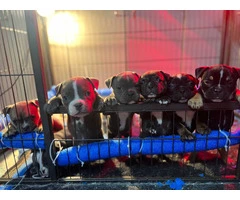 6 American bully puppies for sale - 8