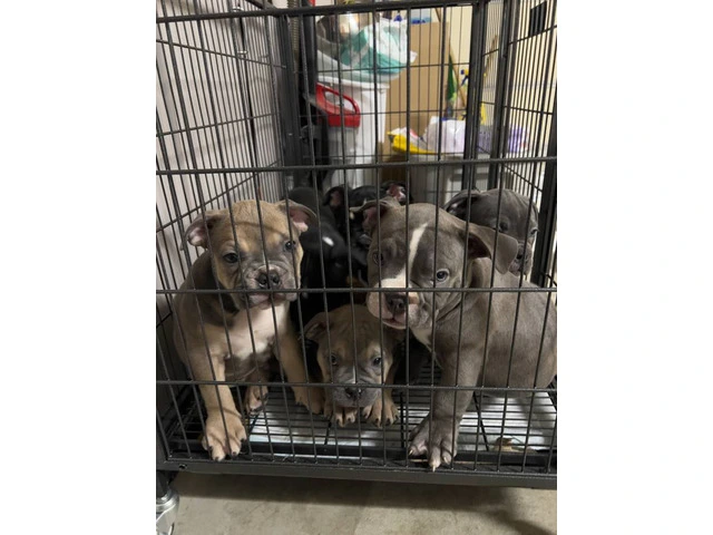 6 American bully puppies for sale - 9/11