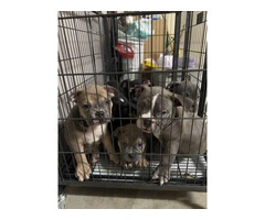 6 American bully puppies for sale - 9