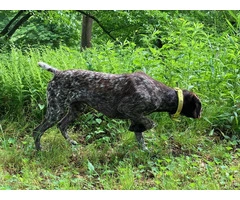 German Shorthaired Pointer Puppies - Brew and Rona