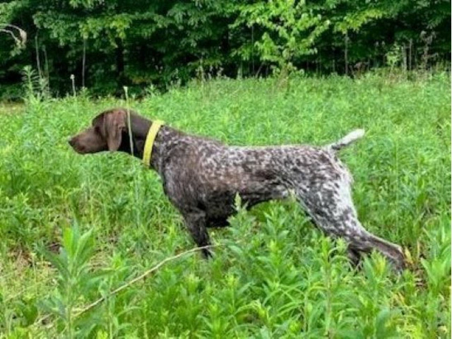 German Shorthaired Pointer Puppies - Brew and Rona - 3/17