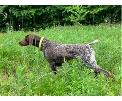 German Shorthaired Pointer Puppies - Brew and Rona - 3