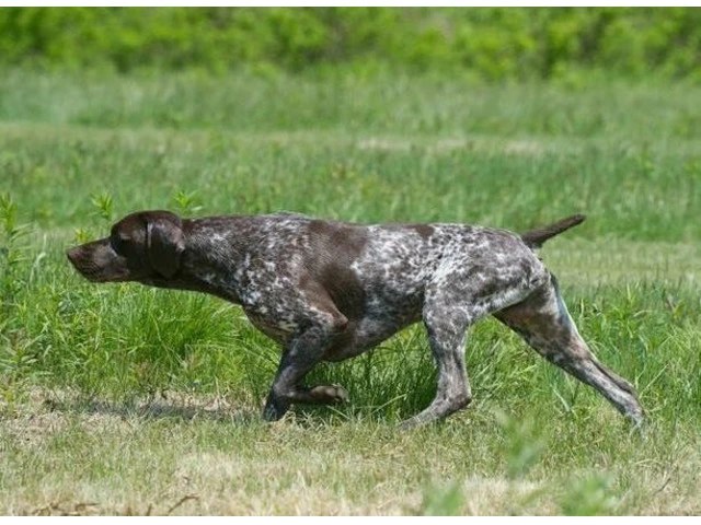 German Shorthaired Pointer Puppies - Brew and Rona - 4/17