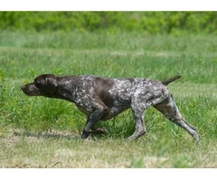 German Shorthaired Pointer Puppies - Brew and Rona - 4