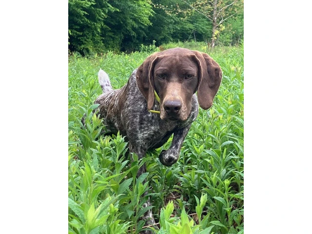 German Shorthaired Pointer Puppies - Brew and Rona - 5/17