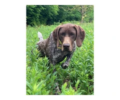 German Shorthaired Pointer Puppies - Brew and Rona - 5