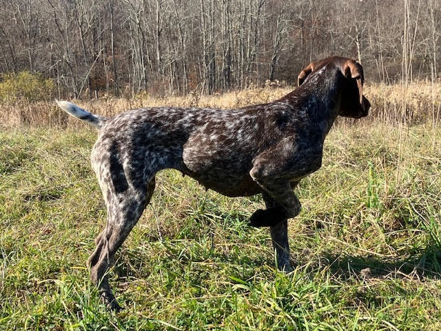 German Shorthaired Pointer Puppies - Brew and Rona - 6/17