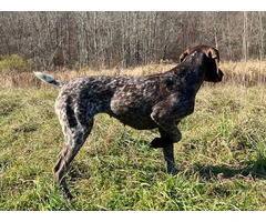 German Shorthaired Pointer Puppies - Brew and Rona - 6