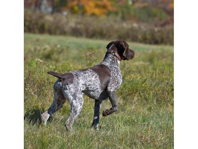 German Shorthaired Pointer Puppies - Brew and Rona - 7/17