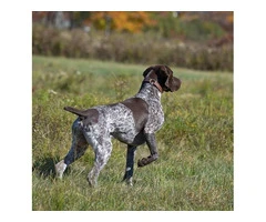 German Shorthaired Pointer Puppies - Brew and Rona - 7