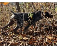 German Shorthaired Pointer Puppies - Brew and Rona - 8