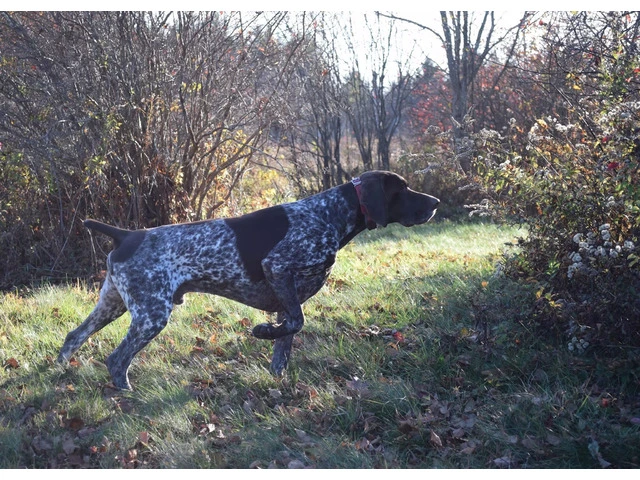 German Shorthaired Pointer Puppies - Brew and Rona - 9/17