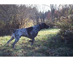 German Shorthaired Pointer Puppies - Brew and Rona - 9
