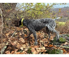 German Shorthaired Pointer Puppies - Brew and Rona - 10