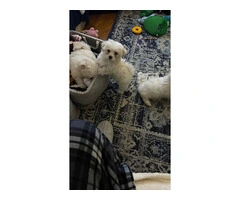 3 Maltese purebred puppies for sale - 2