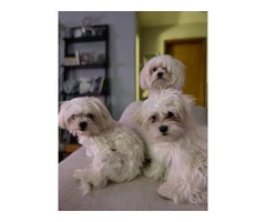 3 Maltese purebred puppies for sale - 5