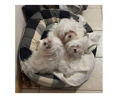 3 Maltese purebred puppies for sale - 6