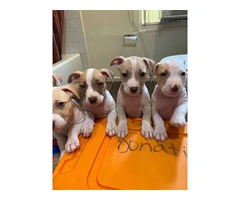 American Red-nosed Pitbull puppies - 6