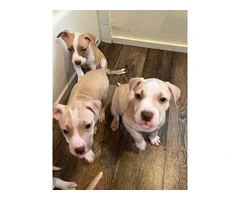 American Red-nosed Pitbull puppies - 7