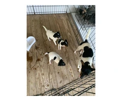 3 deer head Chihuahua puppies available - 4