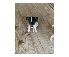 3 deer head Chihuahua puppies available - 5