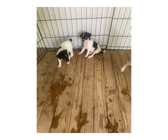 3 deer head Chihuahua puppies available - 6