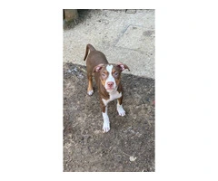 9 Staffordshire Bull Terrier puppies for sale - 6