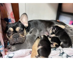 4 male AKC Frenchie puppies for sale