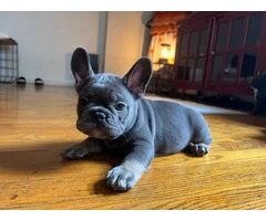 4 male AKC Frenchie puppies for sale - 2